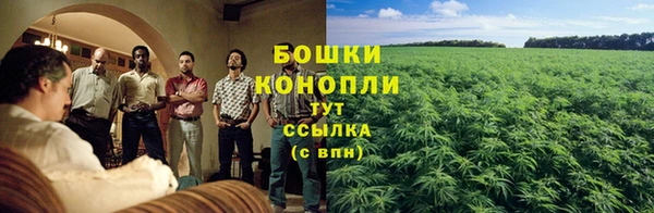 прущие грибы Белоозёрский
